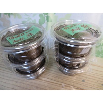 画像1: ☆ミャンマー産☆グランディスオオクワガタ初二令幼虫3頭セット販売！！