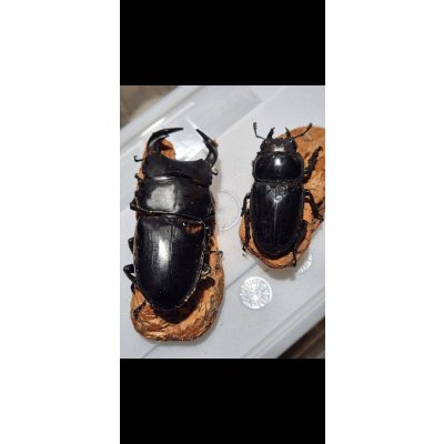 画像2: ☆インド・マニプール産☆グランディスオオクワガタ初二令幼虫3頭セット販売！！