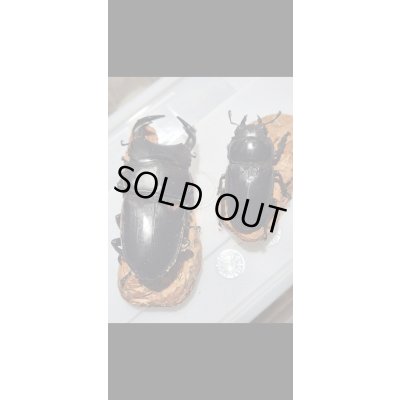 画像2: ☆インド・マニプール産☆グランディスオオクワガタ初二令幼虫3頭セット販売！！