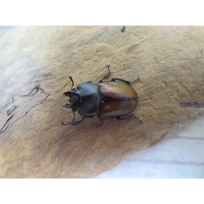 画像2: ☆稀少新成虫☆チャイロマルバネクワガタ♀25ミリ単品販売！！