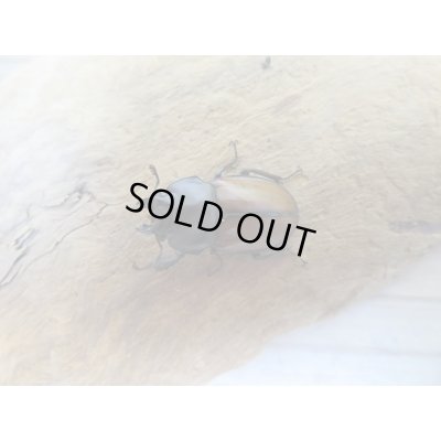 画像2: ☆稀少新成虫☆チャイロマルバネクワガタ♀25ミリ単品販売！！