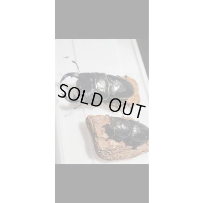 画像2: ☆ミャンマー産☆グランディスオオクワガタ初二令幼虫3頭セット販売！！