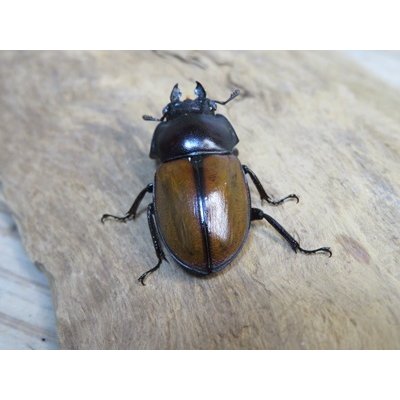 画像3: ☆稀少新成虫☆チャイロマルバネクワガタ♀25ミリ単品販売！！