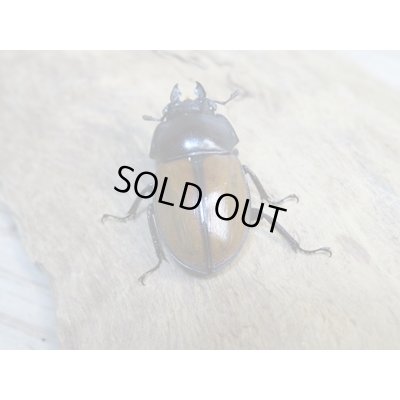 画像3: ☆稀少新成虫☆チャイロマルバネクワガタ♀25ミリ単品販売！！