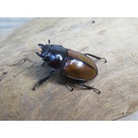 ☆稀少新成虫☆チャイロマルバネクワガタ♀25ミリ単品販売！！