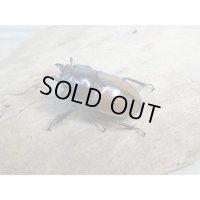 ☆稀少新成虫☆チャイロマルバネクワガタ♀25ミリ単品販売！！