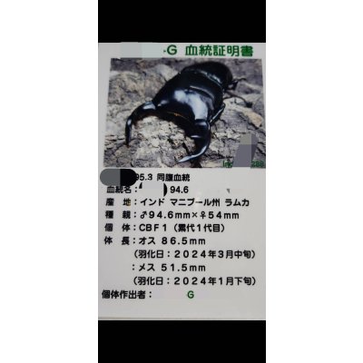 画像3: ☆インド・マニプール産☆グランディスオオクワガタ初二令幼虫3頭セット販売！！