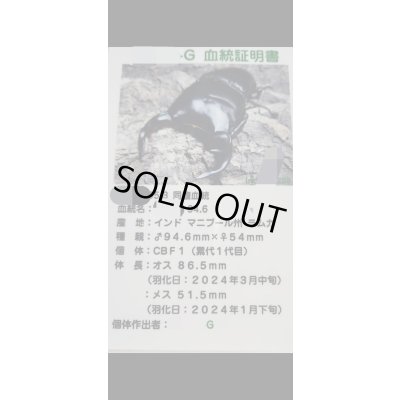 画像3: ☆インド・マニプール産☆グランディスオオクワガタ初二令幼虫3頭セット販売！！