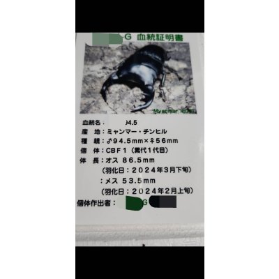 画像3: ☆ミャンマー産☆グランディスオオクワガタ初二令幼虫3頭セット販売！！