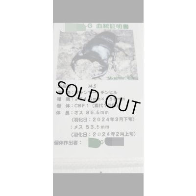 画像3: ☆ミャンマー産☆グランディスオオクワガタ初二令幼虫3頭セット販売！！