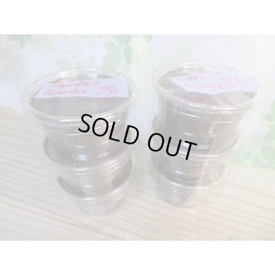 画像1: ☆インド・マニプール産☆グランディスオオクワガタ初二令幼虫3頭セット販売！！