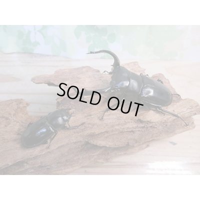 画像2: 昆虫家☆歳末福袋2025☆15万円コース販売！！