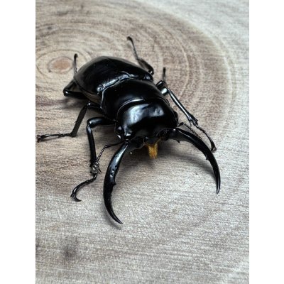 画像3: くろねこチャンネル限定1セットのみ☆DV産☆ウエストウッディオオシカクワガタ（原名亜種）初二令幼虫5頭セット販売！！