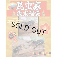 昆虫家☆歳末福袋2025☆15万円コース販売！！