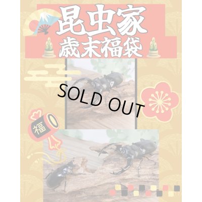 画像1: 昆虫家☆歳末福袋2025☆15万円コース販売！！