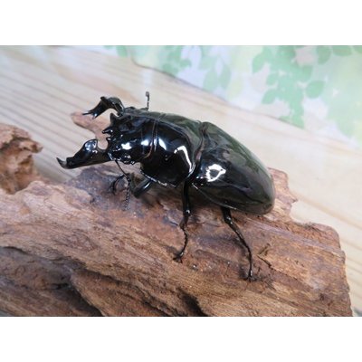 画像2: ☆歳末福袋2025ブリーダーPON☆3万円Cコース販売！！