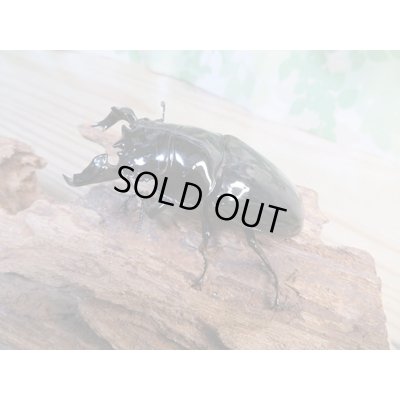 画像2: ☆歳末福袋2025ブリーダーPON☆3万円Cコース販売！！