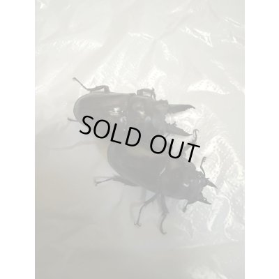 画像2: ☆歳末福袋2025ブリーダーPON☆2万円コース販売！！