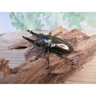 画像2: ☆歳末福袋2025ブリーダーPON☆3万円Aコース販売！！