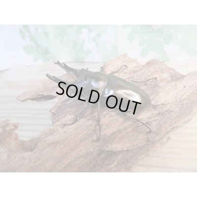 画像2: ☆歳末福袋2025ブリーダーPON☆3万円Aコース販売！！