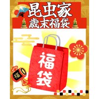 昆虫家☆歳末福袋2025☆3万円Bコース販売！！