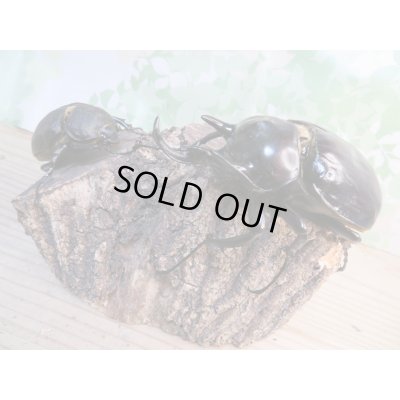 画像2: 昆虫家☆歳末福袋2025☆3万円Aコース販売！！