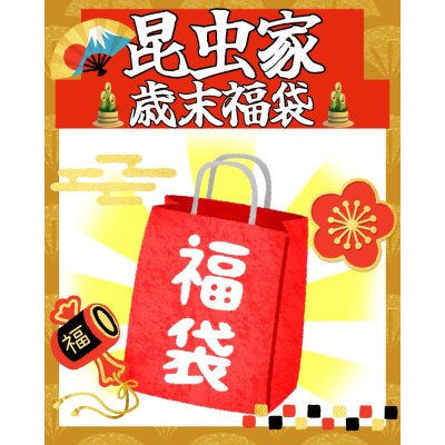 画像1: 昆虫家☆歳末福袋2025☆3万円Cコース販売！！