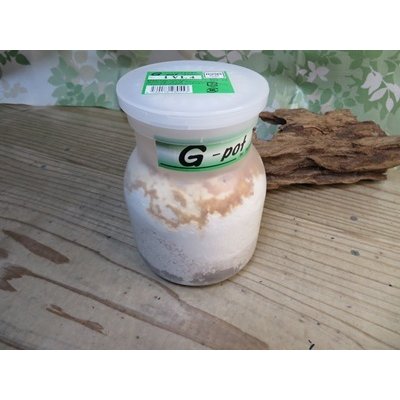 画像8: 昆虫家☆歳末福袋2025☆10万円コース販売！！