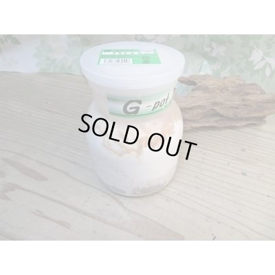 画像8: 昆虫家☆歳末福袋2025☆10万円コース販売！！