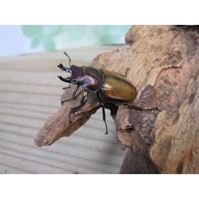 画像2: 昆虫家☆歳末福袋2025☆10万円コース販売！！