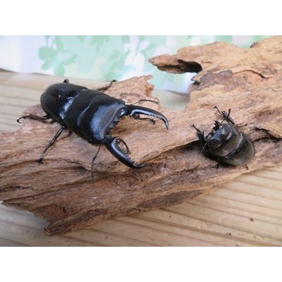 画像7: 昆虫家☆歳末福袋2025☆10万円コース販売！！