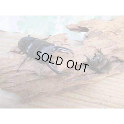 画像7: 昆虫家☆歳末福袋2025☆10万円コース販売！！