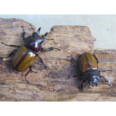 画像3: 昆虫家☆歳末福袋2025☆10万円コース販売！！