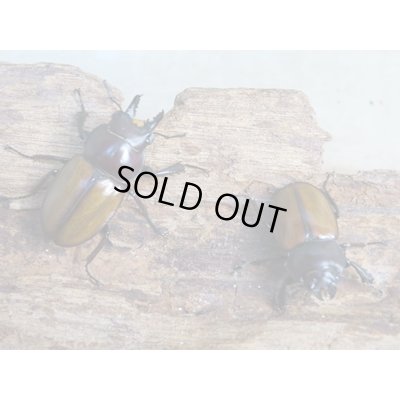 画像3: 昆虫家☆歳末福袋2025☆10万円コース販売！！