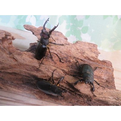 画像5: 昆虫家☆歳末福袋2025☆10万円コース販売！！