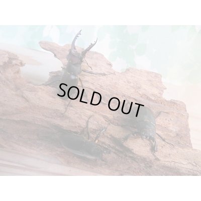 画像5: 昆虫家☆歳末福袋2025☆10万円コース販売！！