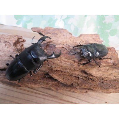 画像6: 昆虫家☆歳末福袋2025☆10万円コース販売！！