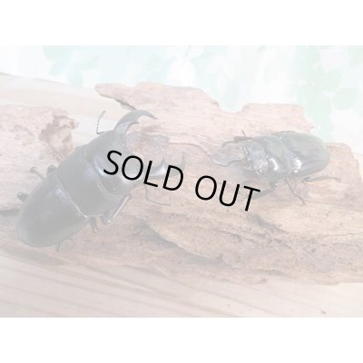 画像6: 昆虫家☆歳末福袋2025☆10万円コース販売！！