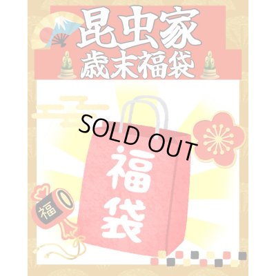 画像1: 昆虫家☆歳末福袋2025☆1万5000円Cコース販売！！