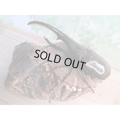 画像2: 昆虫家☆歳末福袋2025☆1万5000円Aコース販売！！