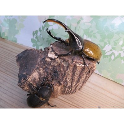 画像2: 昆虫家☆歳末福袋2025☆1万5000円Cコース販売！！