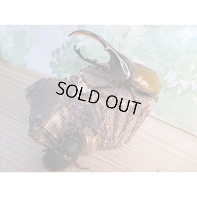 画像2: 昆虫家☆歳末福袋2025☆1万5000円Cコース販売！！