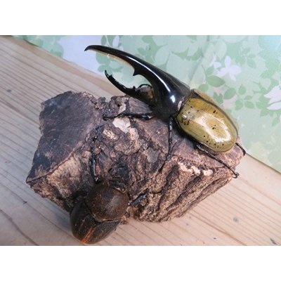 画像2: 昆虫家☆歳末福袋2025☆1万5000円Bコース販売！！