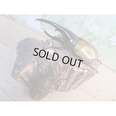 画像2: 昆虫家☆歳末福袋2025☆1万5000円Bコース販売！！