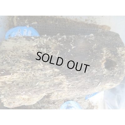 画像2: INSECT・MUSEより入荷☆バクテリア材☆多産物語！！M〜L材2本入り