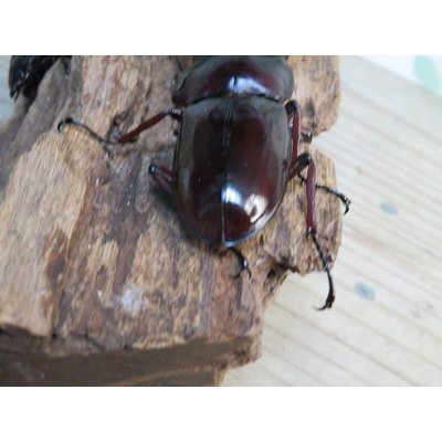 画像3: ☆多産物語付き☆フォルスターフタマタクワガタ（原名亜種）♂76ミリ♀46ミリ＋♀44ミリ計3頭トリオ販売！！