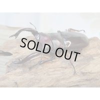 ☆多産物語付き☆フォルスターフタマタクワガタ（原名亜種）♂76ミリ♀46ミリ＋♀44ミリ計3頭トリオ販売！！