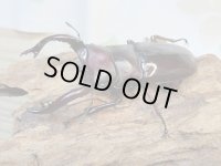 ☆多産物語付き☆フォルスターフタマタクワガタ（原名亜種）♂76ミリ♀46ミリ＋♀44ミリ計3頭トリオ販売！！