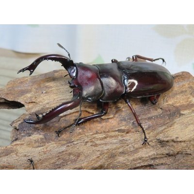 画像1: ☆多産物語付き☆フォルスターフタマタクワガタ（原名亜種）♂76ミリ♀46ミリ＋♀44ミリ計3頭トリオ販売！！