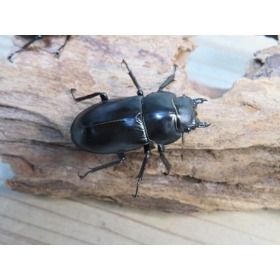 画像5: ☆多産物語付き☆フォルスターフタマタクワガタ（原名亜種）♂76ミリ♀46ミリ＋♀43ミリ計3頭トリオ販売！！